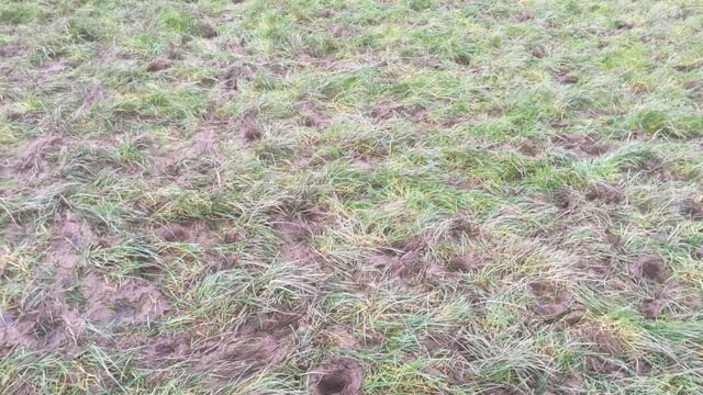 Should I roll my damaged paddocks?