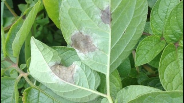 Farmers concerned over consequences of GM ruling in Europe