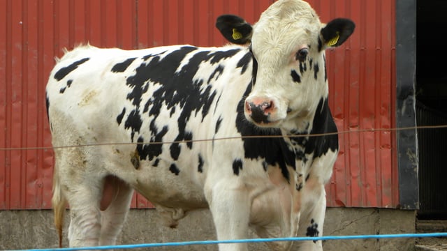 Using a vasectomised bull for heat detection