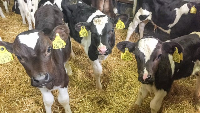 BVD prevalence down 84% since 2013