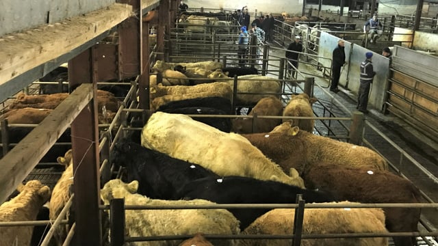 Cattle marts: Exporters drive the trade at the ringside