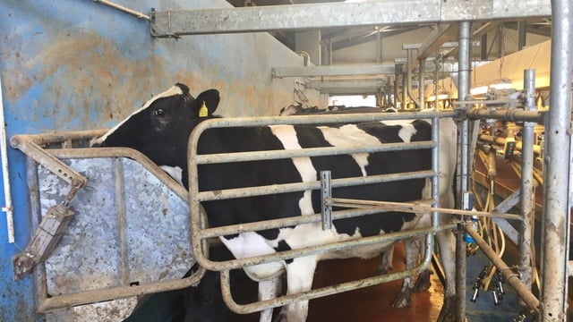 'Aim to maintain the lactation curve for the remainder of the year'