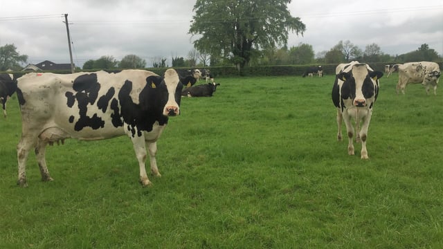 Are your cows coughing?