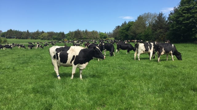 Dairy focus: Friesians deliver the goods 900ft above sea level