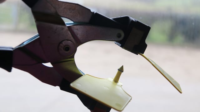 Reactor fraud: Illegal TB tag swapping suspected in the North
