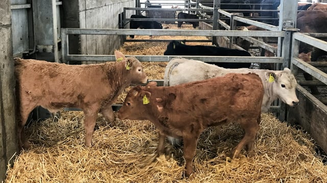 Beef calf registrations down by over 25,500 head on 2017 levels