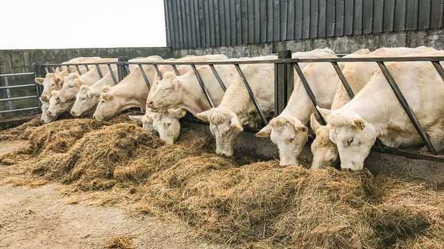 Beef focus: 'To turn our backs and go down this road is scandalous'