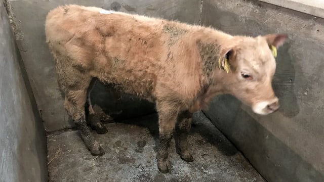 Pics and prices: Charolais bull calf hits €580 at Ballyjamesduff Mart