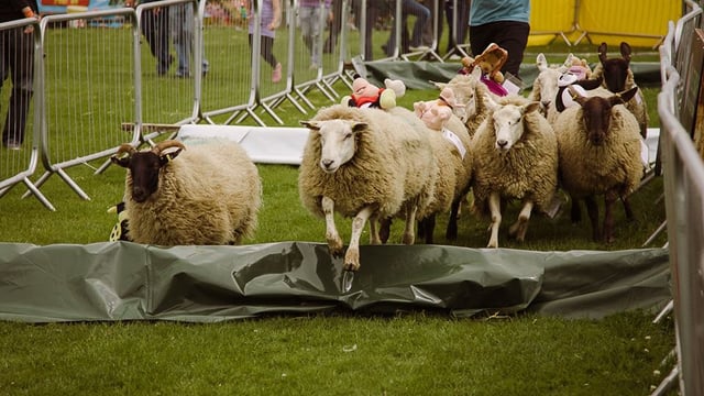 Kildare Show set to showcase a taste of rural life