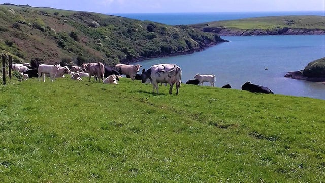 Cow lost at sea washed ashore...100km away