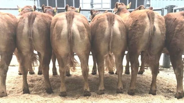 Pedigree Limousin heifer tops sale at €16,800
