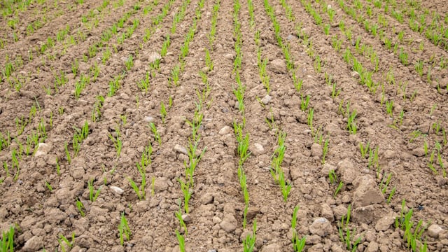Aphids continue to cause debate