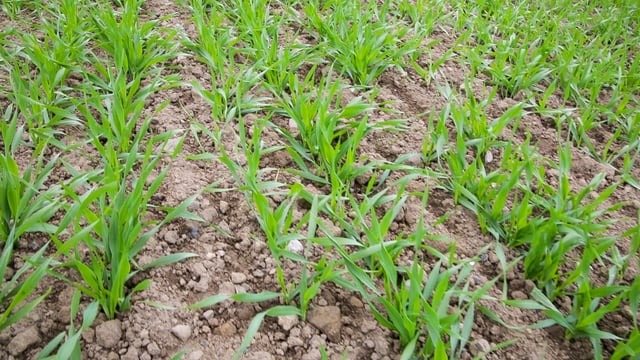 Plenty of aphids about, but March sowing has reduced risk