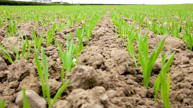 CROPS WATCH: How to avoid 'making gravy' in a spray tank mix