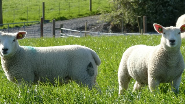 Open day planned at NI's first RamCompare flock