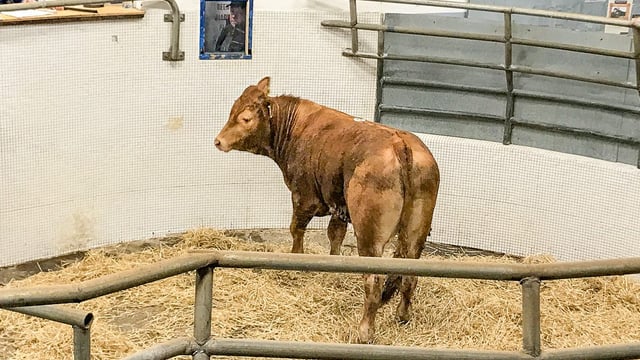 Pics and prices: Exporters and grass buyers out in force at Castlerea Mart