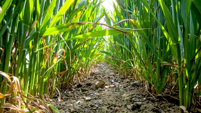 Average tillage farm income expected to be less than €30,000 in 2020