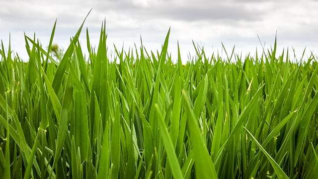 CROPS WATCH: Clean winter barley and oats reducing costs