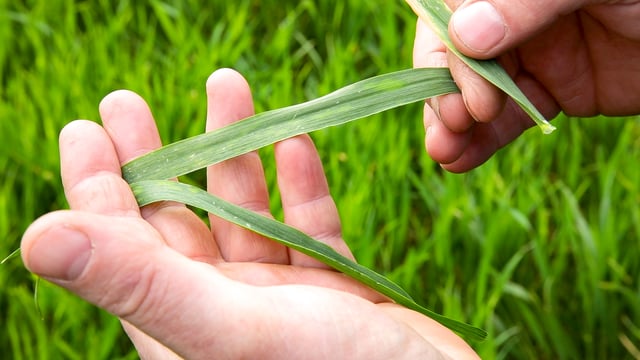 Most wheat crops now between Growth Stage 31 and 32