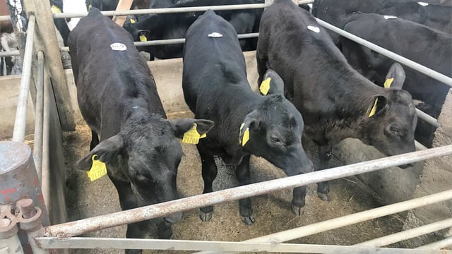Pics and prices: Exporters lead the way at Cahir Mart's calf sale