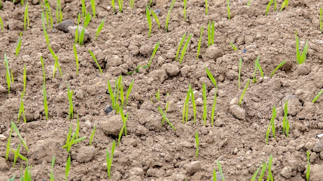 EU member states want obligatory soil health monitoring