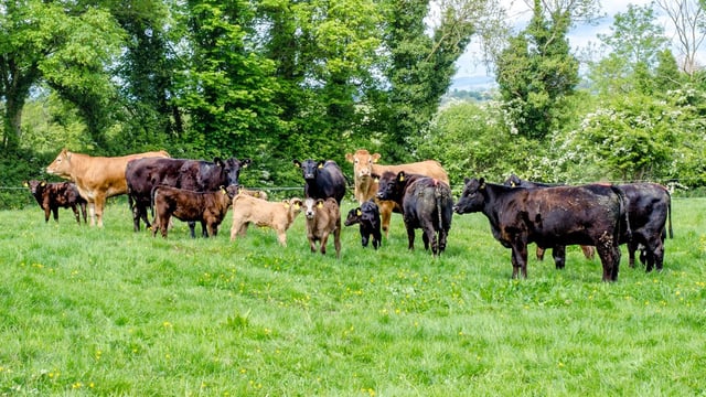 Where does Ireland's offal go?