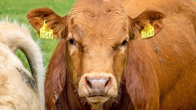 What's in store for the suckler farmers and beef finishers in 2019?