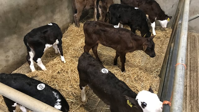 Autumn calf trade: Demand among farmers and exporters remains