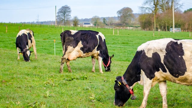 Growing livestock numbers to drive increase in agriculture's GHG emissions