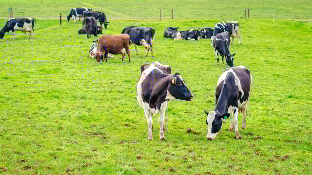 Ciaran Fitzgerald: EU Green Deal - new quotas and higher costs