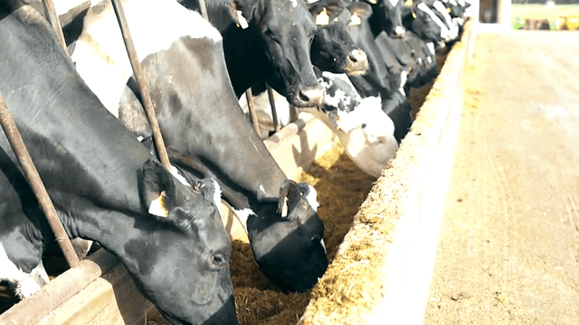GDT gets a lift in latest auction after 7 consecutive drops