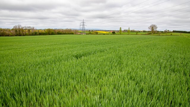 Oats seed rate should be reduced this season