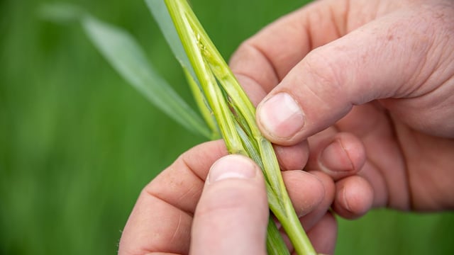 May closing date for Tillage Incentive Scheme