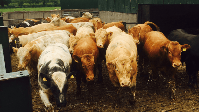 Heavy bull buying for the Turkish market ceases...for now