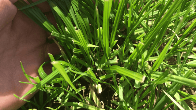 Timothy should be included in most grass seed mixes