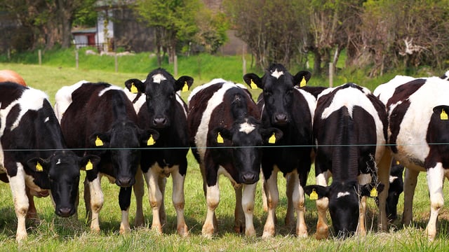 Contract rearing: 'Move the animals, not the fodder'