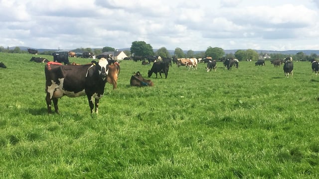Dairy focus: Buying a farm and growing to 280 cows in Co. Offaly