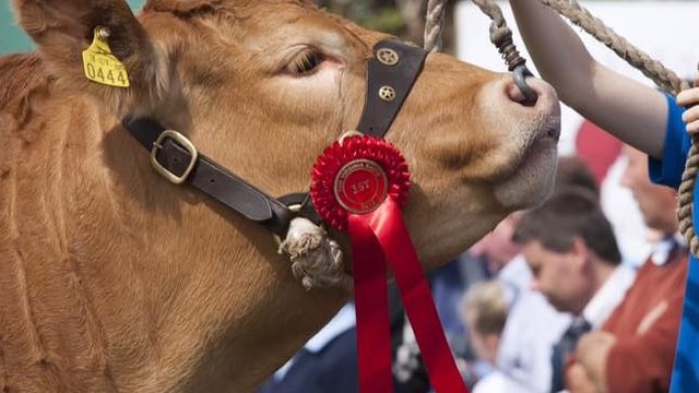New CEO appointed to lead the Irish Limousin Cattle Society