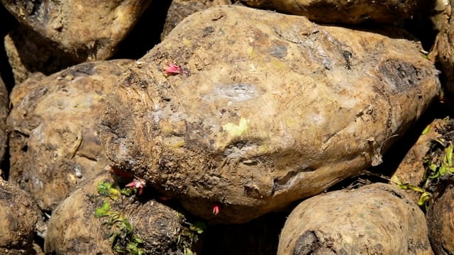 CROPS WATCH: Early management of beet is key to success