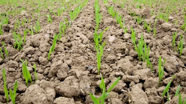 CROPS WATCH: How to avoid 'making gravy' in a spray tank mix