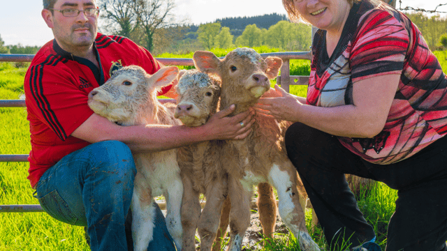 Roscommon farm welcomes 'unexpected' triplet bull calves