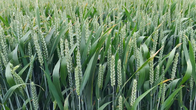 T3s to be applied to winter wheat