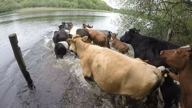 Fermanagh sucklers make a splash with annual island swim