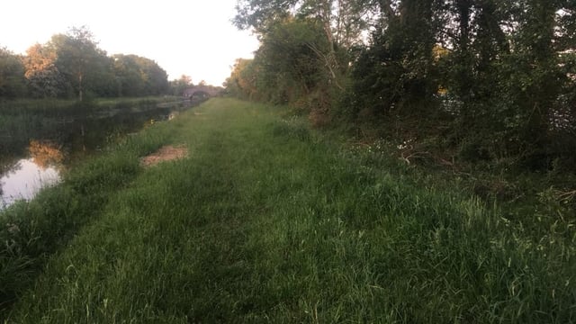 Graphic content: Midlands farmer finds ewe 'brutally killed and butchered'