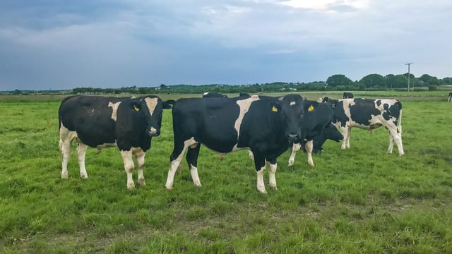 Forage focus: Feeding home-grown crops on rented land in Co. Galway