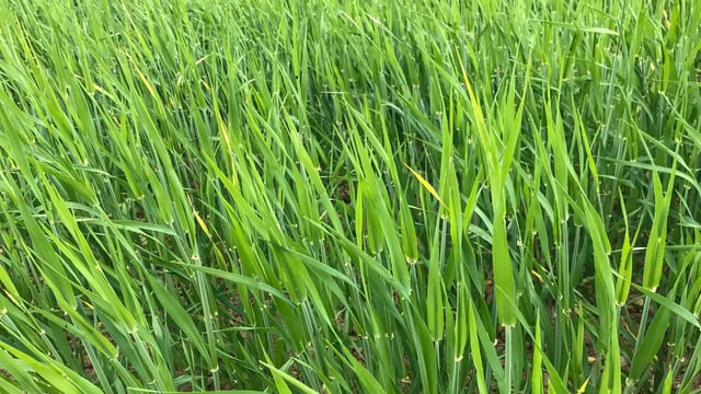 Malting barley price negotiations set to commence