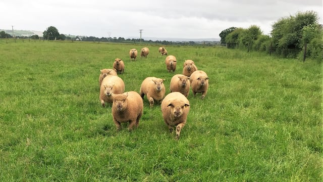 Sheep focus: Vendeéns become a 'Landmark' in Co. Cork