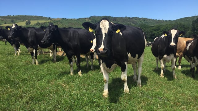Dairy focus: Keeping efficiencies to the fore when moving from 165 to 275 cows