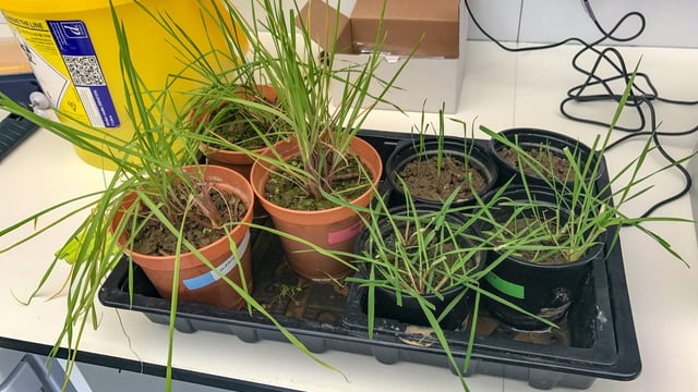 Cover crops are not controlling black-grass