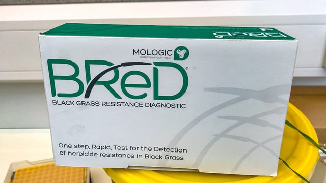 Pregnancy test for blackgrass...how does it work?